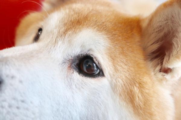 目が白く濁っている、目が赤い、涙、目やにが多い