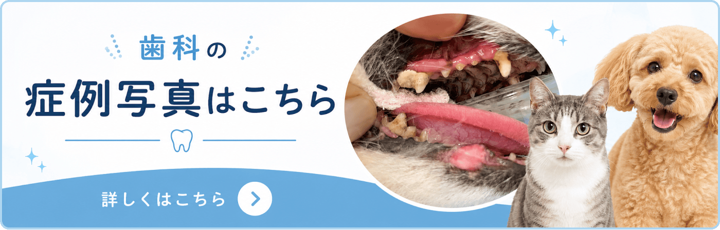 歯科の症例紹介写真はこちらから